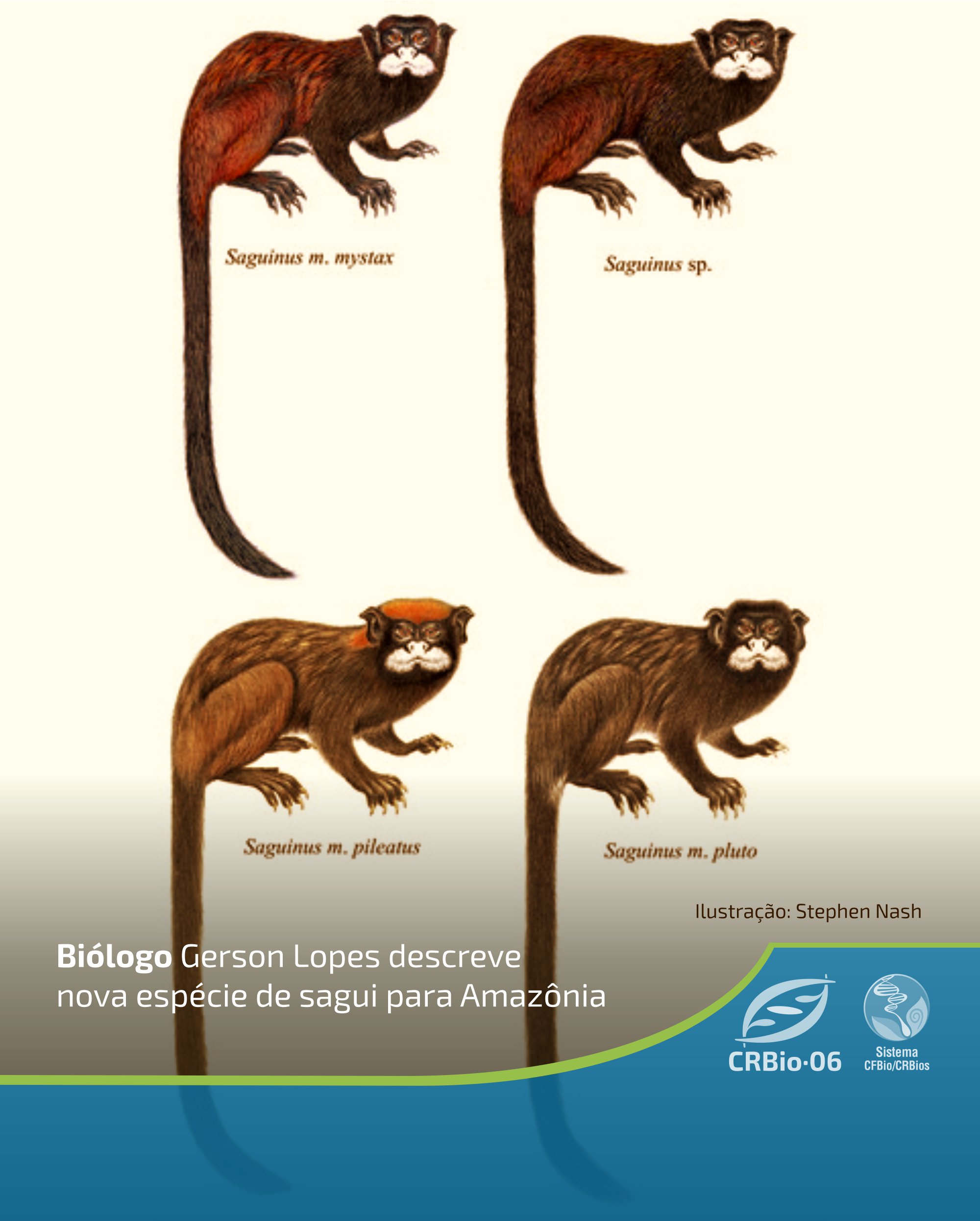 Pesquisadores descrevem nova espécie de sagui em região da Amazônia  mato-grossense